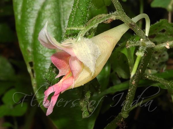 Hook-Petal Balsam